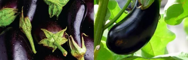 Eggplant, 'Diamond